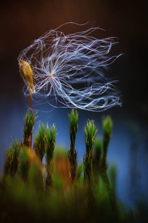 Klicken Sie auf das Bild des Tages im Fotoportal: Windspiel im Moor – © VDNIke Noack - Nuthe-Nieplitz