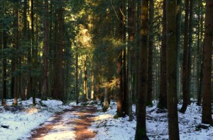 Klicken Sie auf das Bild des Tages im Fotoportal: Winterliche Waldwonne – © VDNChristine R. Sigl - Bayerischer Wald