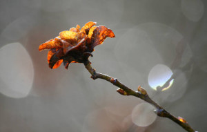 Klicken Sie auf das Bild des Tages im Fotoportal: Winterrose – © VDNJörg Willems - Rothaargebirge