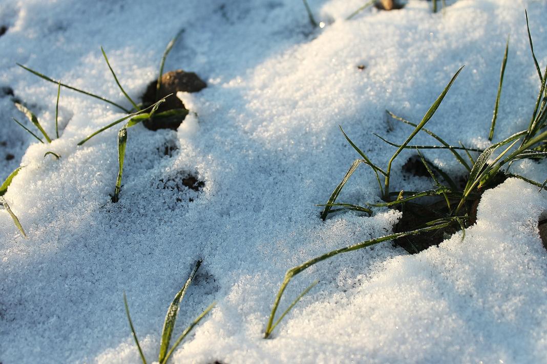 Winterweizen – © VDNFriedrich J. Flint – Lauenburgische Seen