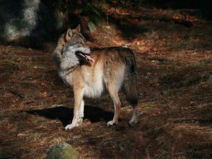 Wolf - © VDNLeMa - Bayerischer Wald