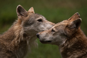 Klicken Sie auf das Bild des Tages im Fotoportal: Wölfe – © VDNMatze - Stromberg-Heuchelberg