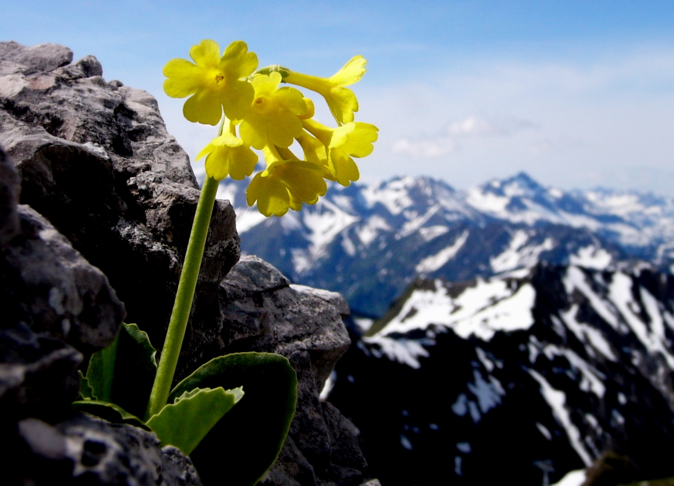 alpenaurikel-frühling in den alpen-(c) VDN-udo stamm / Nagelfluhkette