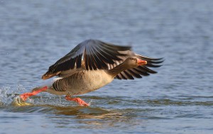Klicken Sie auf das Bild des Tages im Fotoportal: full speed..... – © VDNblum - Lauenburgische Seen