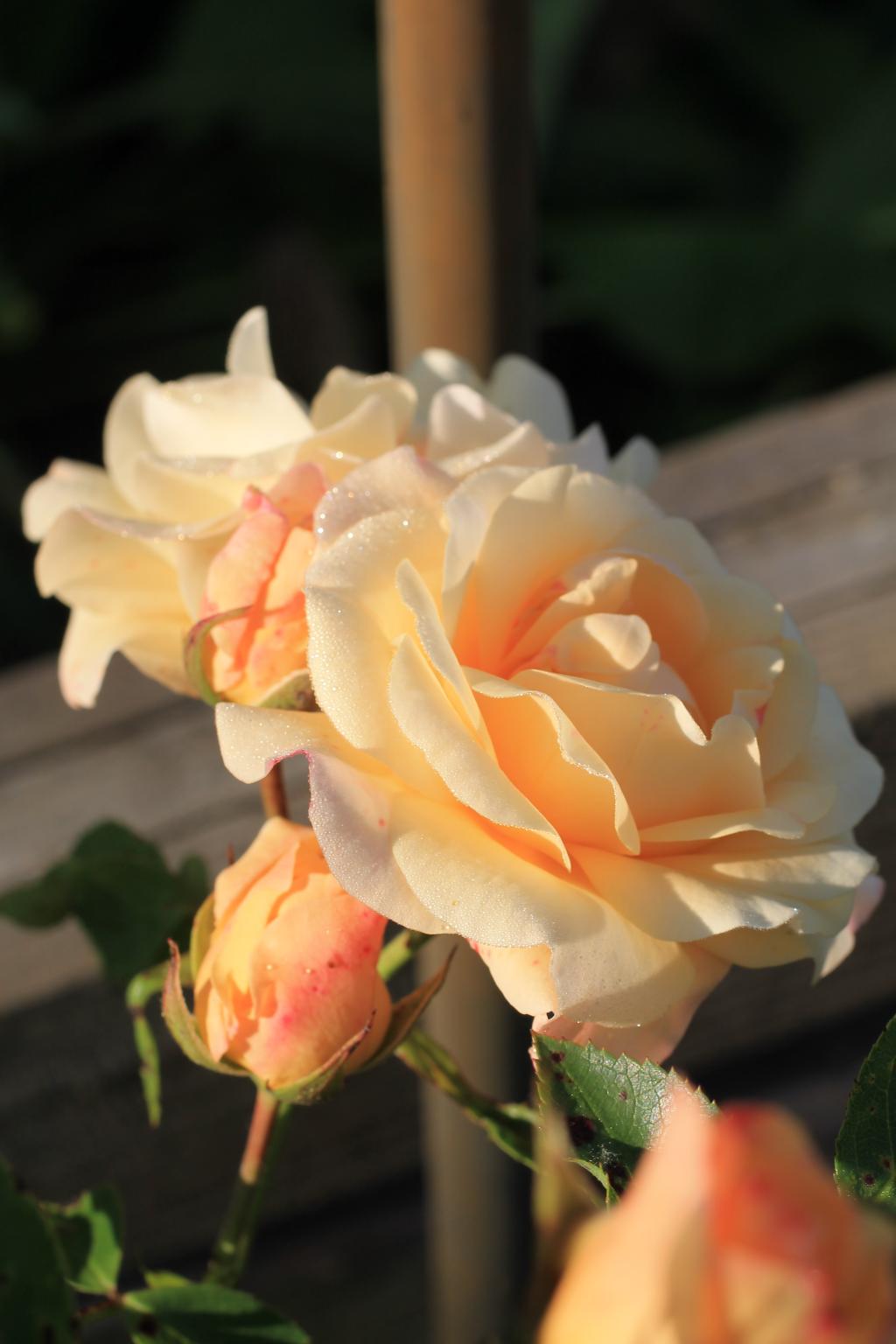 goldene Rose – © VDNStrombergwolf - Stromberg-Heuchelberg