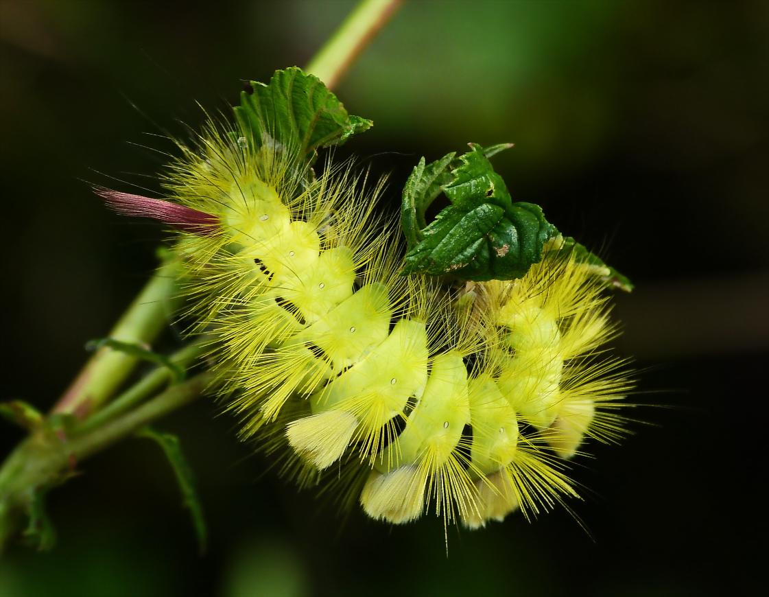 leuchtende Pinsel – © VDNbaude - Deutsch-Belgischer Naturpark Hohes Venn - Eifel