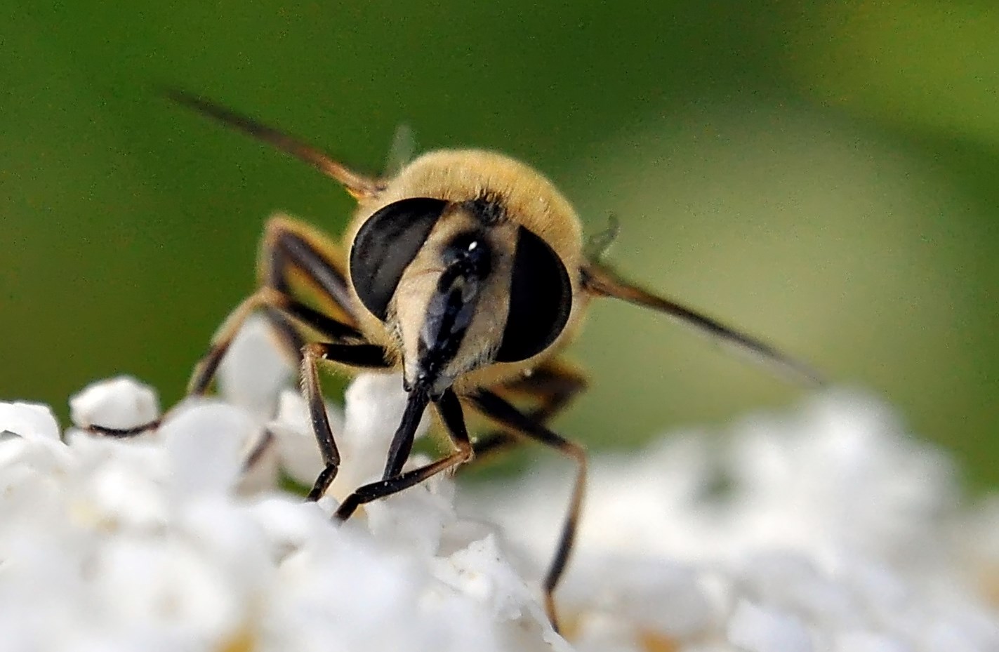 Klicken Sie auf das Bild des Tages im Fotoportal: portrait der honigbiene – © VDNudo stamm - Saar-Hunsrück