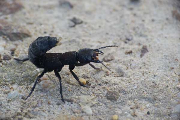 Klicken Sie auf das Bild des Tages im Fotoportal: schwarzer Moderkäfer – © VDNbaude - Deutsch-Belgischer Naturpark Hohes Venn - Eifel