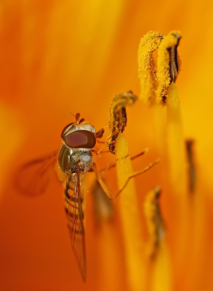 schwebfliege - voll drin - (c) VDN - R. Armbruster / Schönbuch