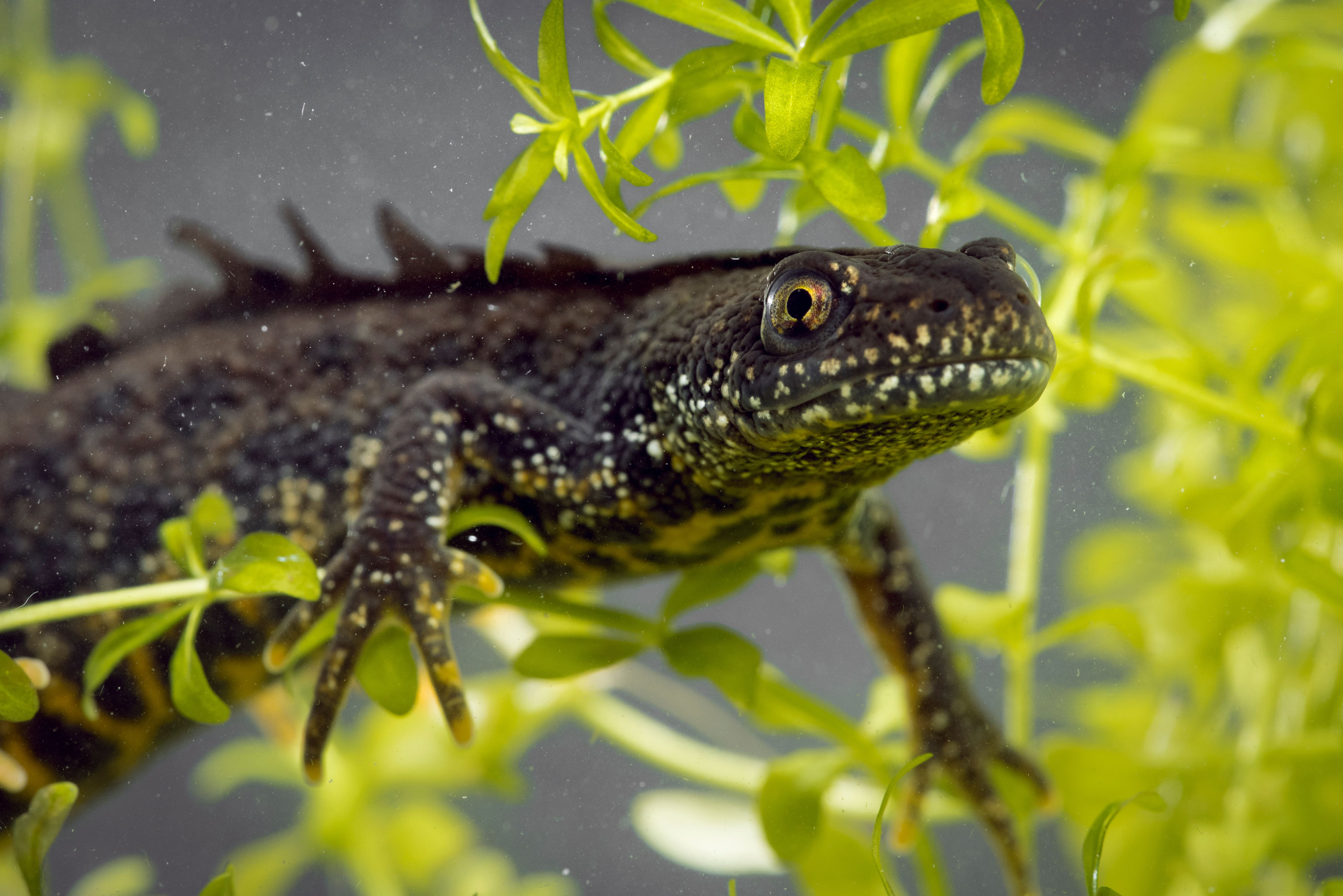 Erlebnis Wandern - auch für die Amphibien - Naturpark Dahme-Heideseen