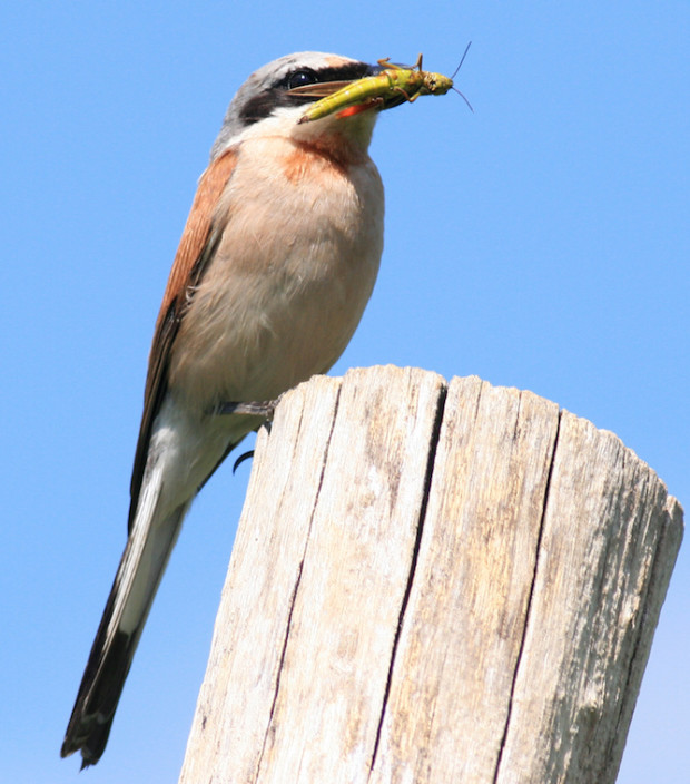Neuntöter (Foto: E. Laube)