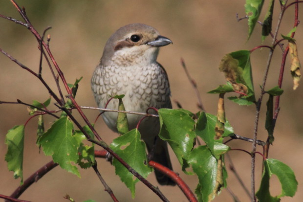 Neuntöter (Foto: E. Laube)