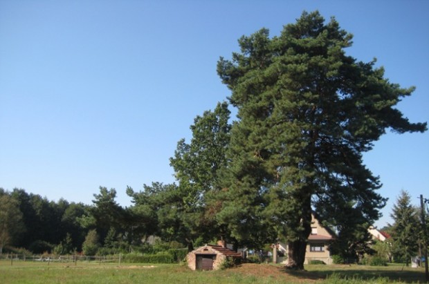 Naturdenkmal Backofen-Kiefer in Groß Köris (Foto: Sonnenberg)