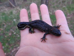 Kammolch (© Theresa Schwalbe)