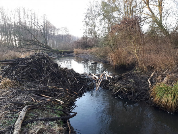 Biberaktivitäten an der Dahmeniederung (© Carsten Preuß)
