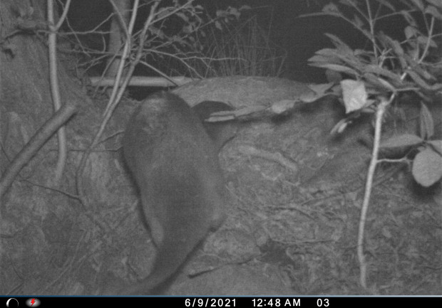 Wildkamera-Bild Fischotter (© Yvonne Rychlak)