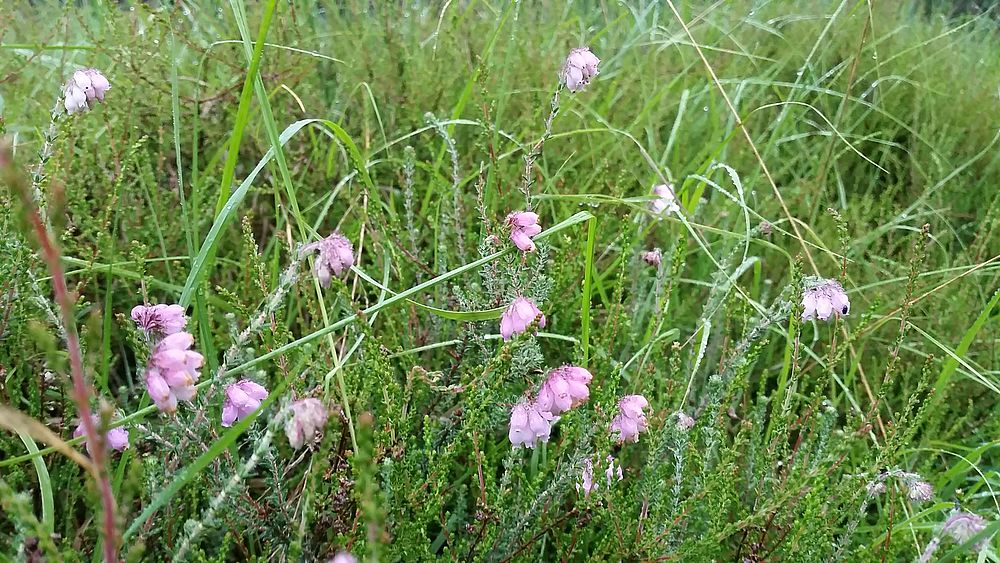 FFHManagementplanung Digitale Abschlusssitzung der regionalen