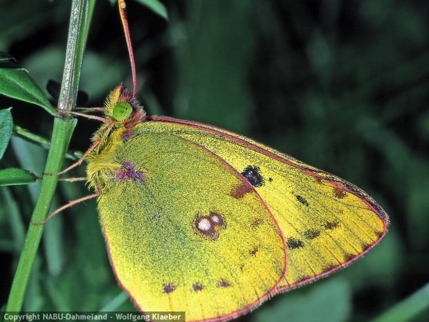 Die Bestände der Goldenen Acht, einem Tagschmetterling der Trockenrasen werden zunehmen