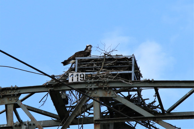 Fischadler und Nisthilfe auf Strom-Mast (© Carsten Preuß)