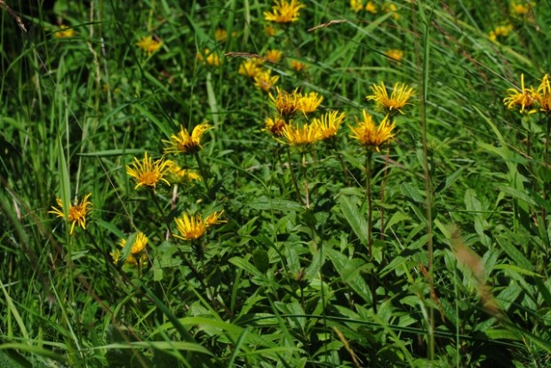 Rauhaariger Alant - Foto: Sonnenberg