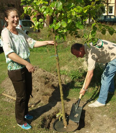 Maulbeerpflanzung in Kossenblatt (Foto: G. Heyne)