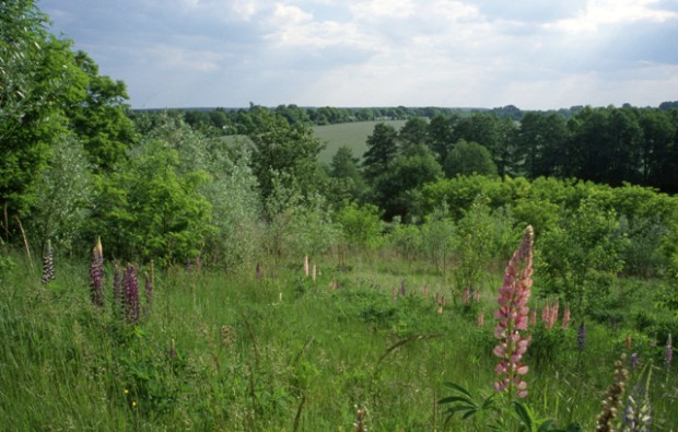 Stillgelegte und begrünte Mülldeponie in Schulzendorf (Foto: Klaus Sonnenberg)