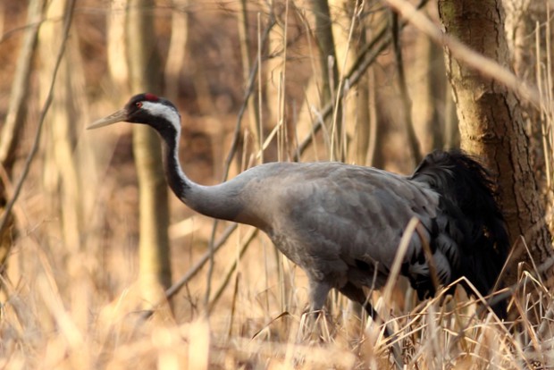 Kranich in einem winterlichen Erlenbruch (Foto: Erhard Laube)