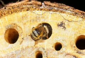Rote Mauerbiene verschließt ihr Brutloch (Wolfgang Klaeber)