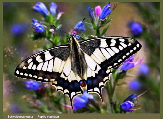 Schwalbenschwanz Foto: Anneli Krämer