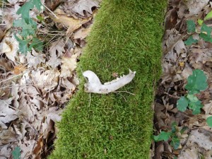 Unterkiefer Frischling (Foto © Susanne Grunzig)