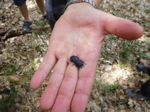 Balkenschröter  (Foto © Susanne Grunzig)