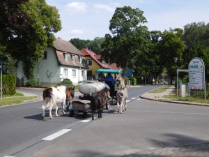 TierischerTransport (Foto © Susanne Grunzig)
