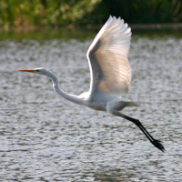 Silberreiher (Foto: Erhard Laube)