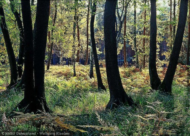 Erlenbruchwald an der Dahme (Foto: Wolfgang Klaeber)