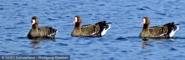 Blessgänse (W. Klaeber)