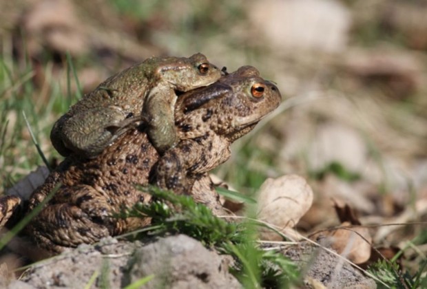 Wanderung der Erdköten © Naturwacht Dahme-Heideseen