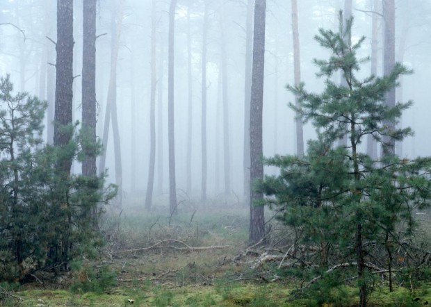 Kiefernwald im Nebel (Foto: Sonnenberg)