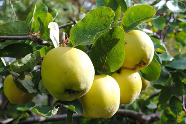 Früchte am Obstbaum (Hans Sonnenberg)