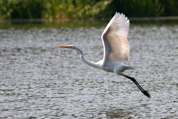 Silberreiher (Foto: Erhard Laube)