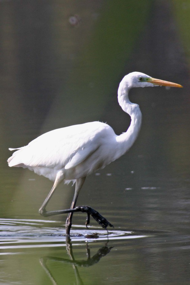 Silberreiher (Foto: E. Laube)