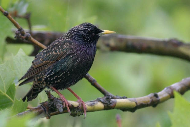 Star im Regen (Foto: E. Laube)