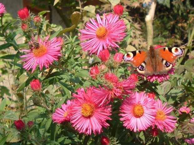 Besuch im Garten - Schmetterling auf Asternblüten (Foto: Kamilla Sonnenberg)