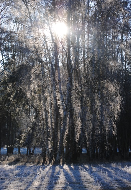 Wintersonne erleuchtet die Birkenstämme (Foto: Hans Sonnenberg)