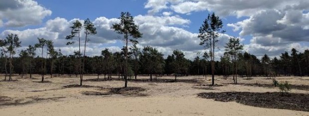 Blick in die Sahara nach erfolgter Auflichtung © Sonnenberg