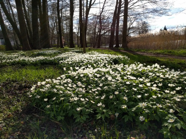 npdh_buischwindröschen_klein_köriser_see_sonnenberg