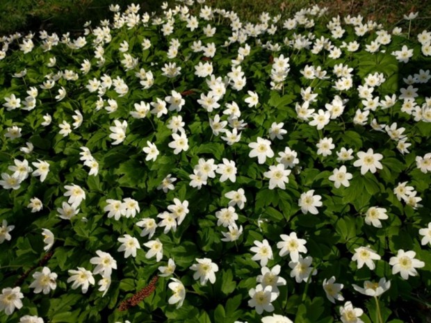 Buschwindröschen © Hans Sonnenberg