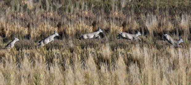 Sprung des Rgebocks © Klaus Weber (Montage von fünf Einzelbildern)