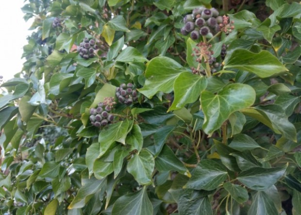 Efeu mit Früchten an der Alten Schule in Prieros (Foto: Sonnenberg)