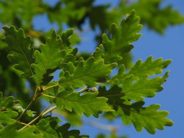 Traubeneiche im Wald um Hammer (Sonnenberg)