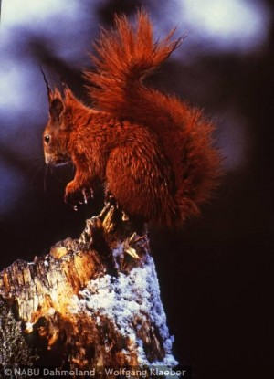 Eichhörnchen (W. Klaeber)
